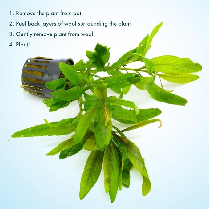 Live Plants - Staurogyne Bihar (Staurogyne sp. Bihar) - Moderate to High Light Aquarium Display, Olive Green Accent, Foreground to Midground Aquascaping - Pot