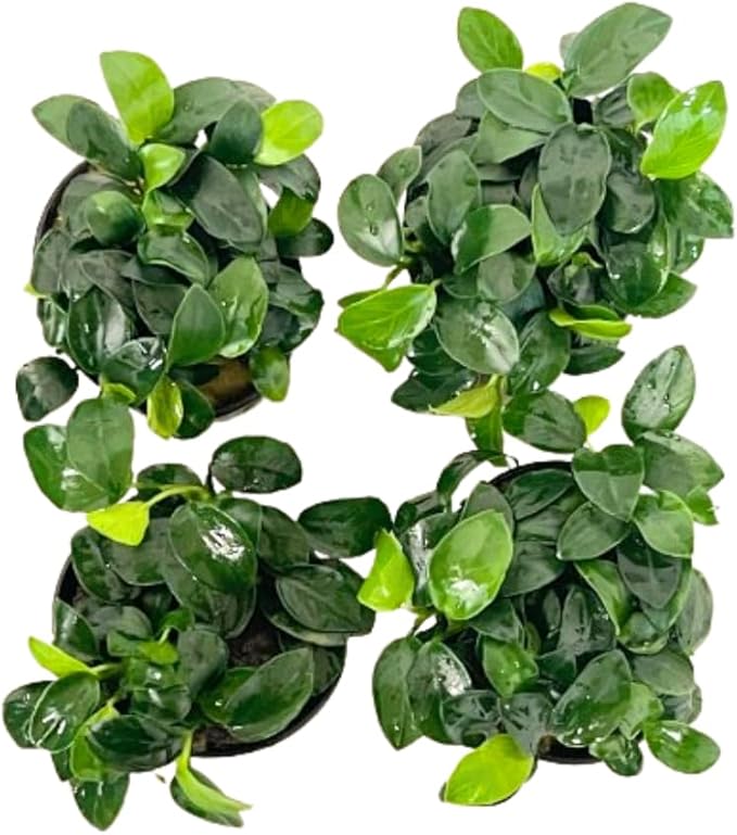 4X Anubias Nana Petite Potted Aquarium Live Plant for Fish Tank Decoration