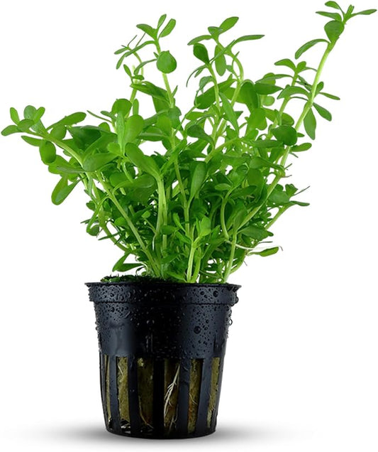 Live Aquarium Moneywort Bacopa (Monnieri) Plants - Long Lasting & Easy to Maintain - Removing Excess Nitrates - Promote High Water Quality - Stunning Appearance - Potted