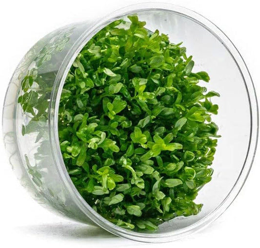 UNS Snail Free TC Rotala Rotundifolia (Rotala rotundifolia) - Medium to High Light, Green to Pink Accent Aquatic Stem Plant, Midground to Background Placement - Tissue Culture, 1 Pack