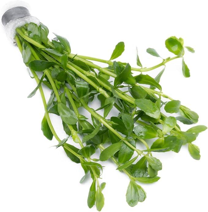 Live Aquarium Stem Plants - Freshwater Aquatic Plant for Fish Tanks, Aquascaping - (Bacopa Monnieri Moneywort, 1 Bunch)