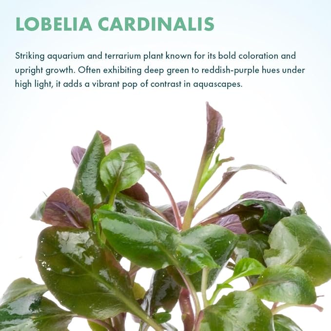 Live Plants - Lobelia Cardinalis (Lobelia cardinalis) - Moderate to High Light, Bright Green Accent Freshwater Aquatic Stem Plant, Midground Placement for Aquascaping - Pot, 3 Pack
