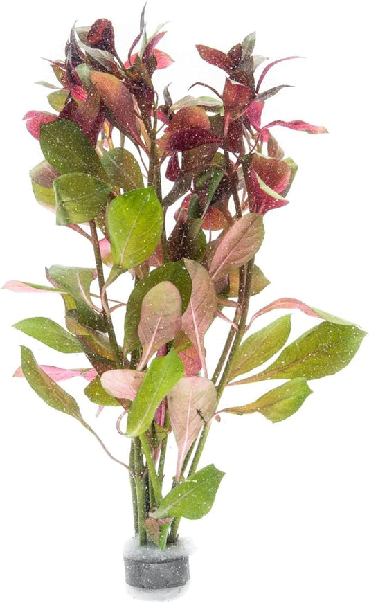 Live Aquarium Stem Plants - Freshwater Aquatic Plant for Fish Tanks, Aquascaping - (Diamond Ludwigia Peruensis, 4 Bunches)