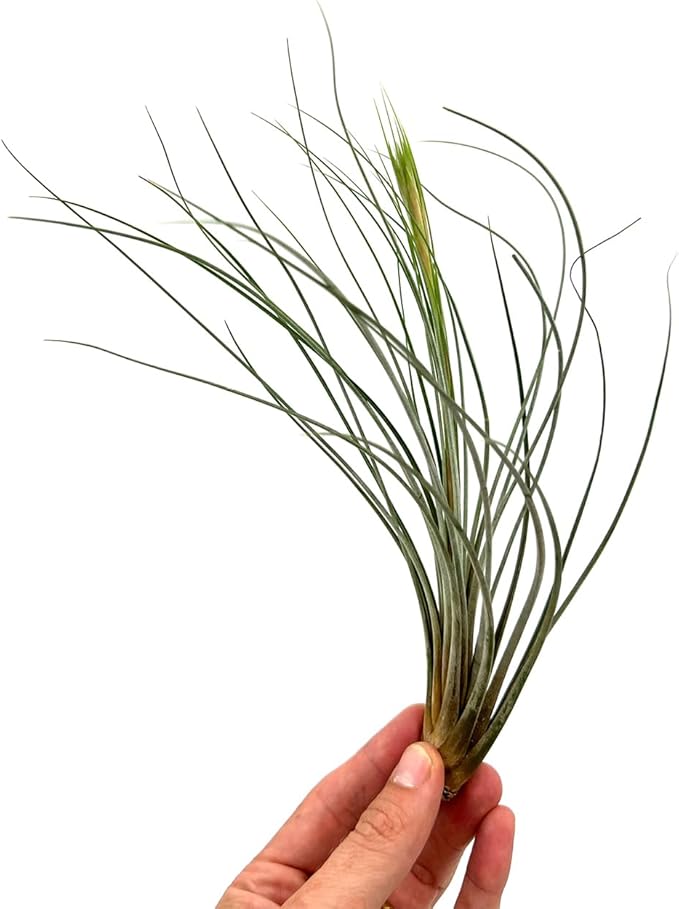 Air Plants - Tillandsia Juncea, Jumbo 8-12" - 5ct - Live Arrival Guaranteed - House Plants for Home Decor & Gift