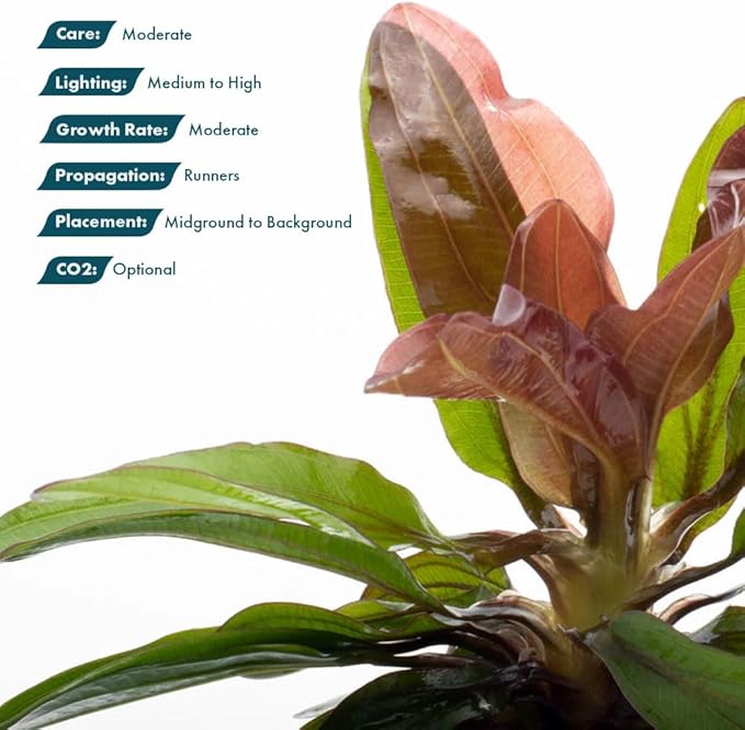 Live Plants - Echinodorus ‘Red Rubin’ (Echinodorus sp.) - Medium to High Light, Red Green, Midground to Background, Freshwater Aquascaping Aquatic Plant - Pot