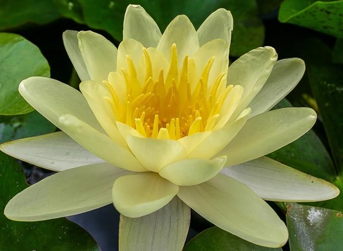 Live Hardy Water Lily Tubers Rhizomes Bulb Seed Nymphaea Aquatic Pond Plants Water Gardens Pre-Grown Flower in White Pink Red Yellow Orange Blue Purple (1, 3 Pk Hardy Lily Mix)