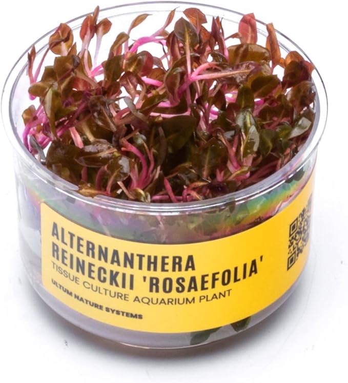 Ultum Nature Systems Alternanthera Reineckii Rosaefolia Red Stem Tissue Culture Live Plant for Aquarium, Aquascape, Freshwater Fish Tanks - 100% Snail Free in Vitro
