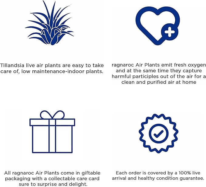 Live Air Plants - Tillandsia Butzii, Jumbo 7-9" - 1ct - Live Arrival Guaranteed - House Plants for Home Decor & Gift