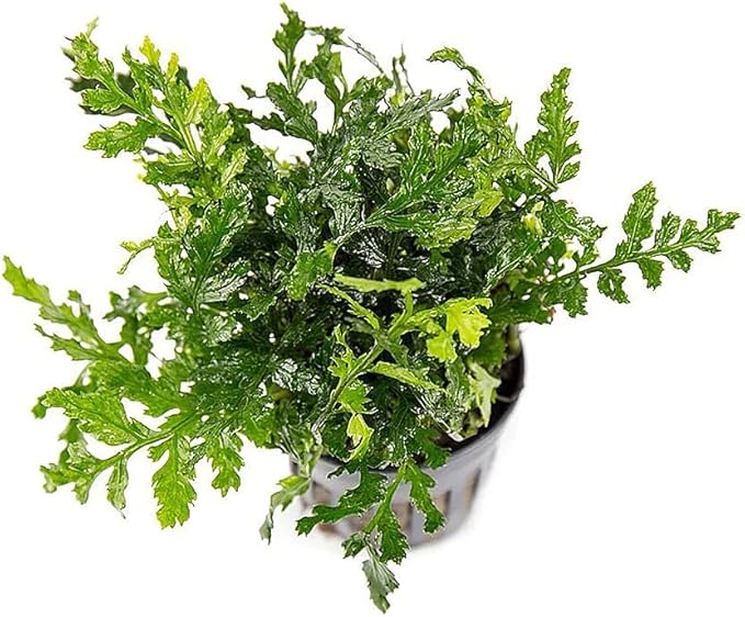 Mini Bolbitis Baby Leaf - Live Aquarium Plant for Fish Tank Decorations (1 Pot)
