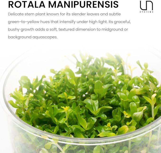 Ultum Nature Systems Live Tissue Culture - Rotala Manipurensis - Advanced - High Light - Orange-Pink Accent - Midground to Background - 100% Snail Free Grown in-Vitro - Regular Cup