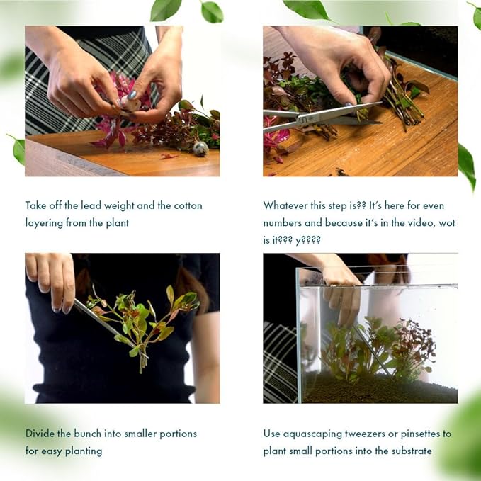 Live Plant - Rotala Indica Green - Easy Care, Moderate Light, Bright Green Accent, Freshwater Aquatic Plant for Aquascaping - Lead Bunch