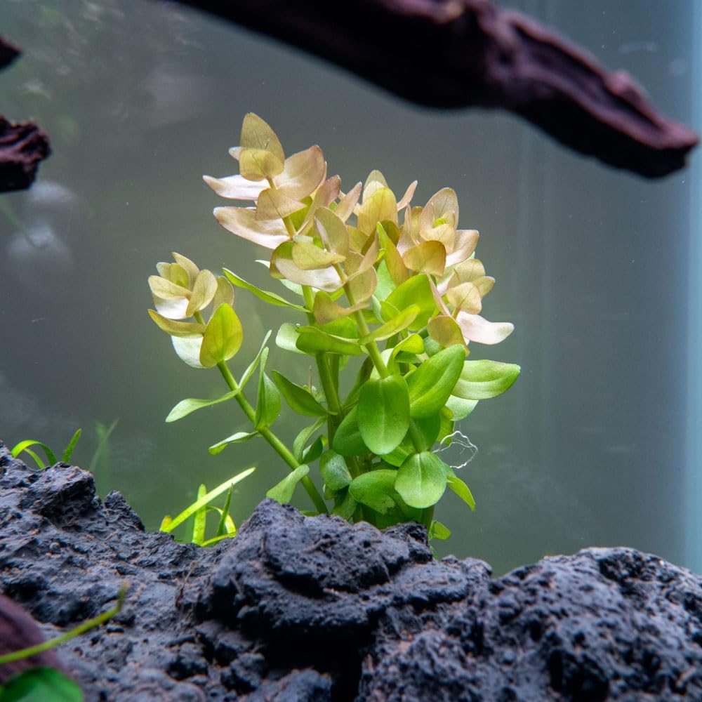SubstrateSource Live Aquarium Red Stem Plants - Freshwater Aquatic Plant for Fish Tanks, Aquascaping - (Lemon Bacopa Caroliniana, 1 Bunch)