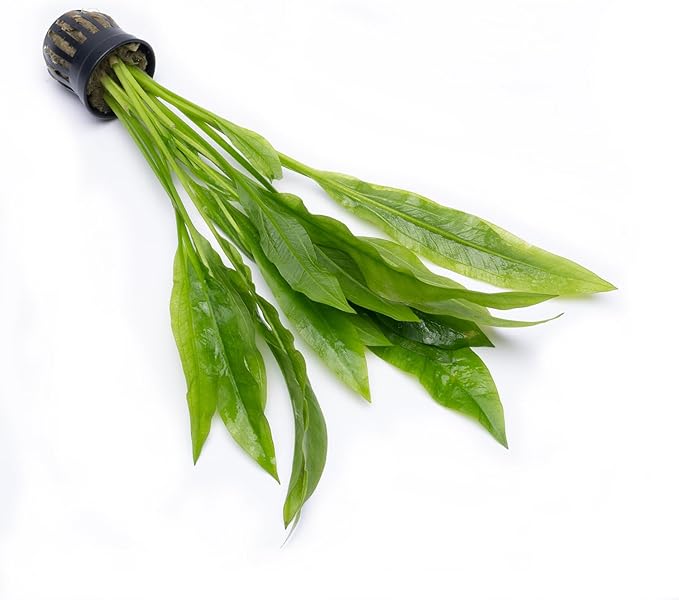 Amazon Sword Echinodorus Bleheri Live Plant for Freshwater Aquariums, Natural Fish Tank Decorations, and Aquatic Decor (3 Pots (6-9 Plants))