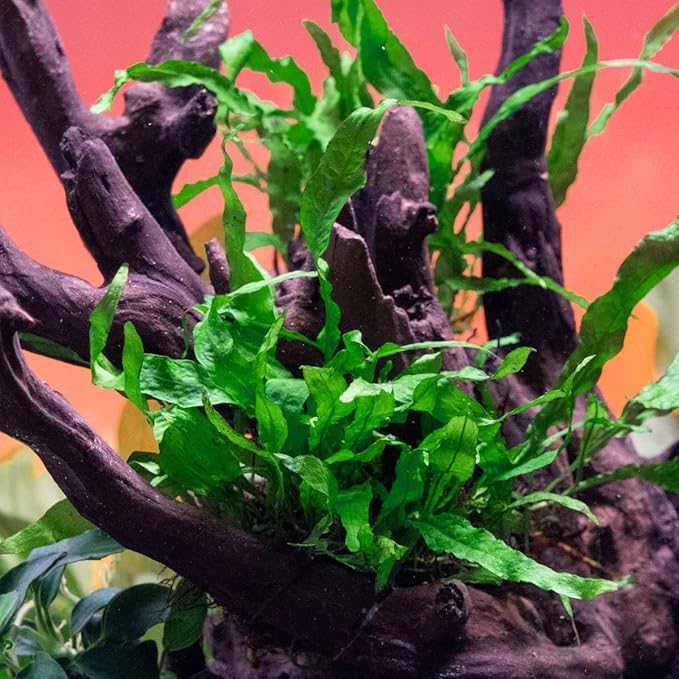 Java Fern Live Aquarium Plants - Potted Freshwater Plant for Fish Tanks - Beginner Friendly, Low Light (Narrow Mini, 3 Pots)