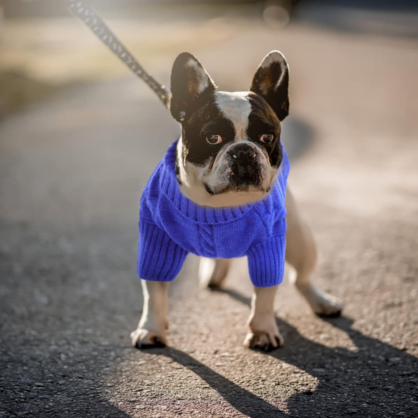 Queenmore Small Dog Pullover Sweater, Cold Weather Cable Knitwear, Classic Turtleneck Thick Warm Clothes for Chihuahua, Bulldog, Dachshund, Pug (Royal Blue, Medium)