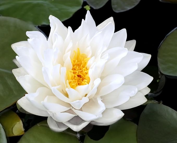 Live Hardy Water Lily Tubers Rhizomes Bulb Seed Nymphaea Aquatic Pond Plants Water Gardens Pre-Grown Flower in White Pink Red Yellow Orange Blue Purple (1, 3 Pk Hardy Lily Mix)