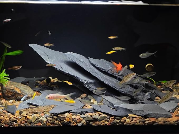 Natural Slate Stone Rocks 2 to 8 inch Aquariums Stone for Aquascaping,Terrariums, Reptile Enclosures,Paludariums,and Gardens-20lb