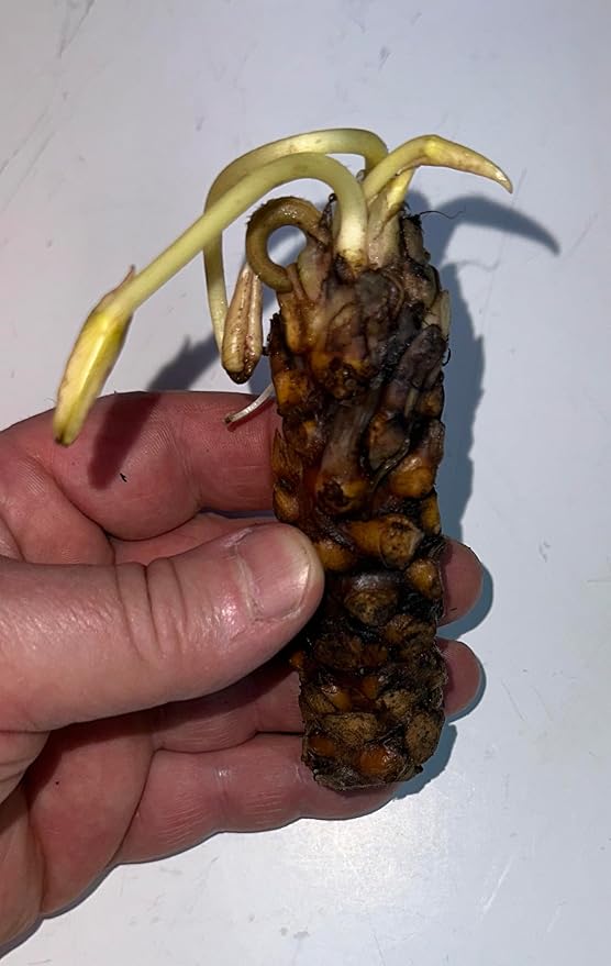 Live Hardy Water Lily Tubers Rhizomes Bulb Seed Nymphaea Aquatic Pond Plants Water Gardens Pre-Grown Flower in White Pink Red Yellow Orange Blue Purple (1, Yellow Hardy Pond Lily)