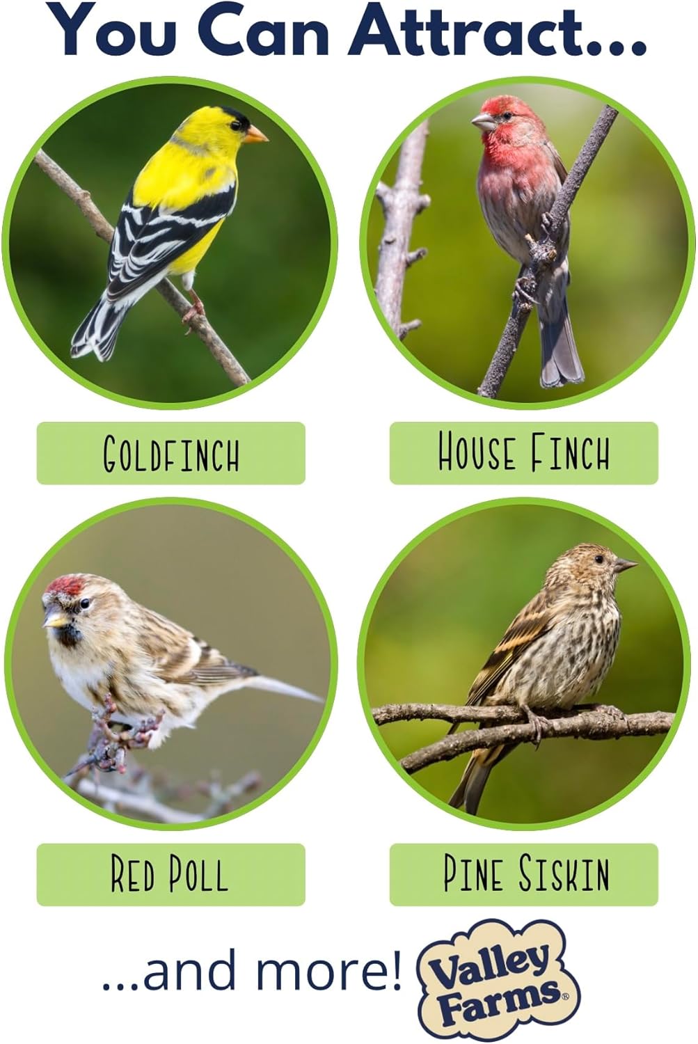 Valley Farms Nyjer Seed Wild Bird Food (4 LB) for Outside Feeders, Thistle Bird Seed for Outside Feeders, Great for Wild Finch!