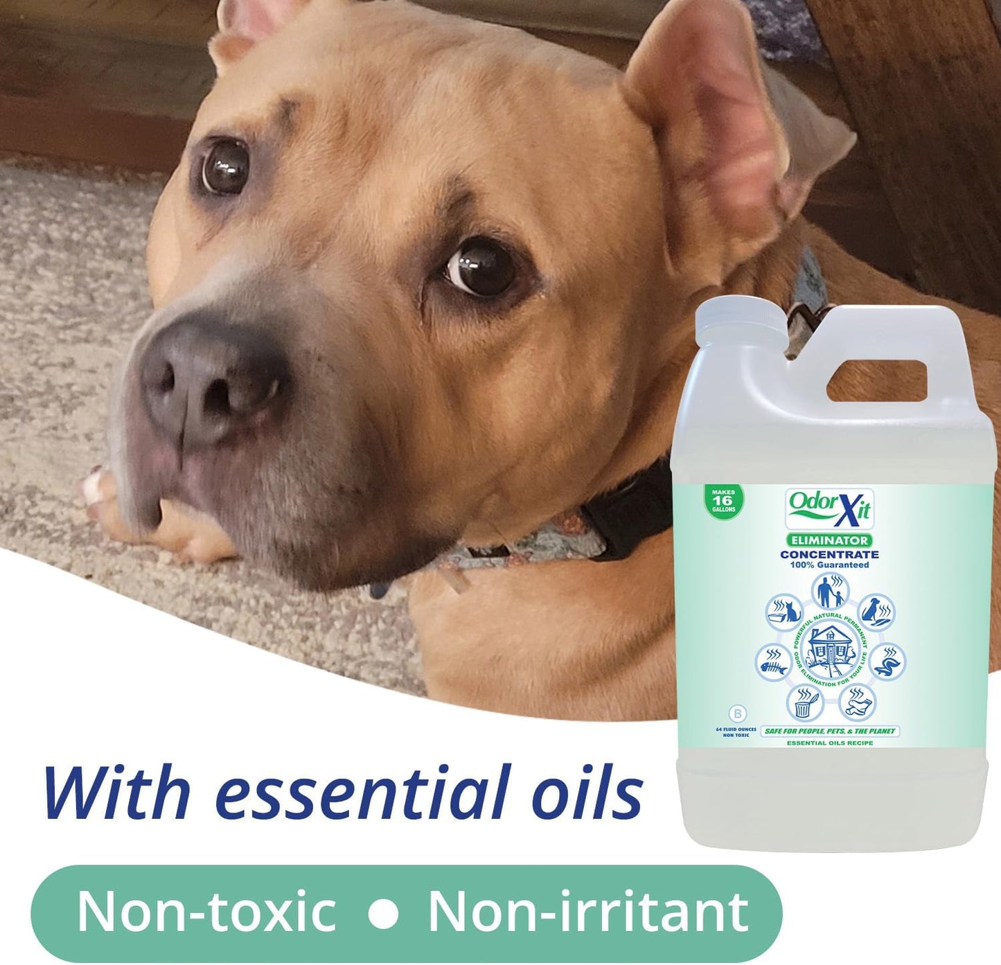 Concentrated Pet Urine Odor Eliminator, Ideal for Cat, Dog Poo and Urine Smell, Versatile & Natural Odor Neutralizer for Home and Outdoor Use, Deodorizer & Absorber, Concentrate, 64oz