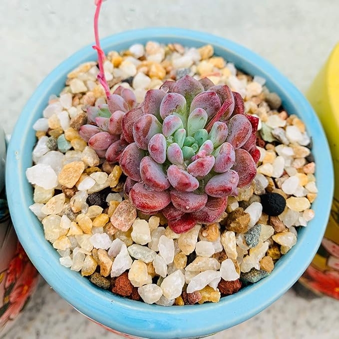 TOYPOPOR 6lb Succulent and Cactus Bonsai Gritty Mix Rocks, Natural Coarse Sand Stone, Potted Plant Decorative Gravel, DIY Projects Pebbles for Vases Fillers, Terrarium, Fairy Gardening, Top Dressing