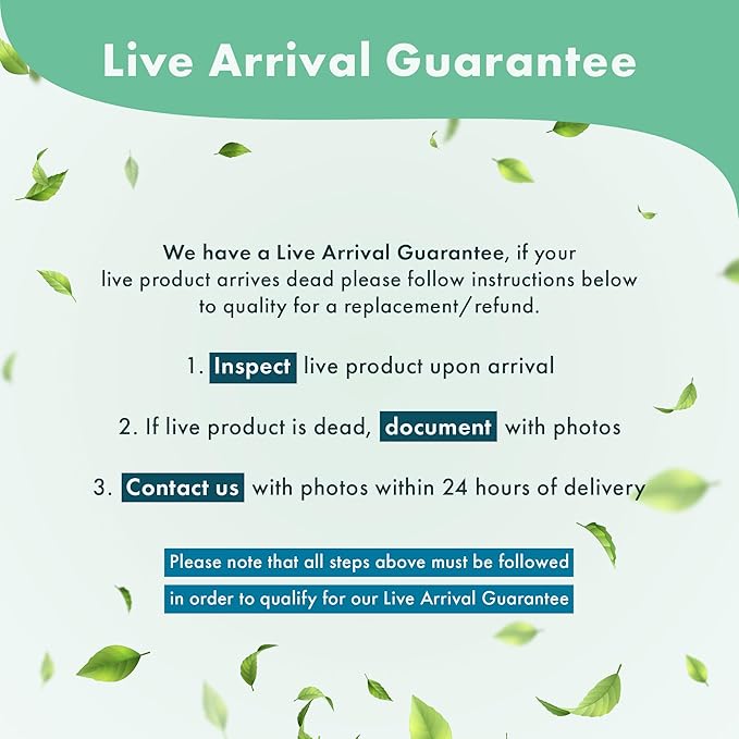 Live Aquarium Plants on Driftwood, Lava Rock, Moss Mat - Freshwater Fish Tank Plants (Java Fern, Driftwood (Large))