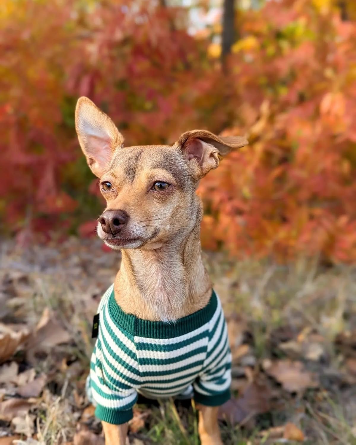 Fitwarm Green and White Striped Dog Pajamas, Waffle Dog Clothes for Small Dogs Girl Boy, Puppy Onesie with Feet, Pet Cat Outfit, XS