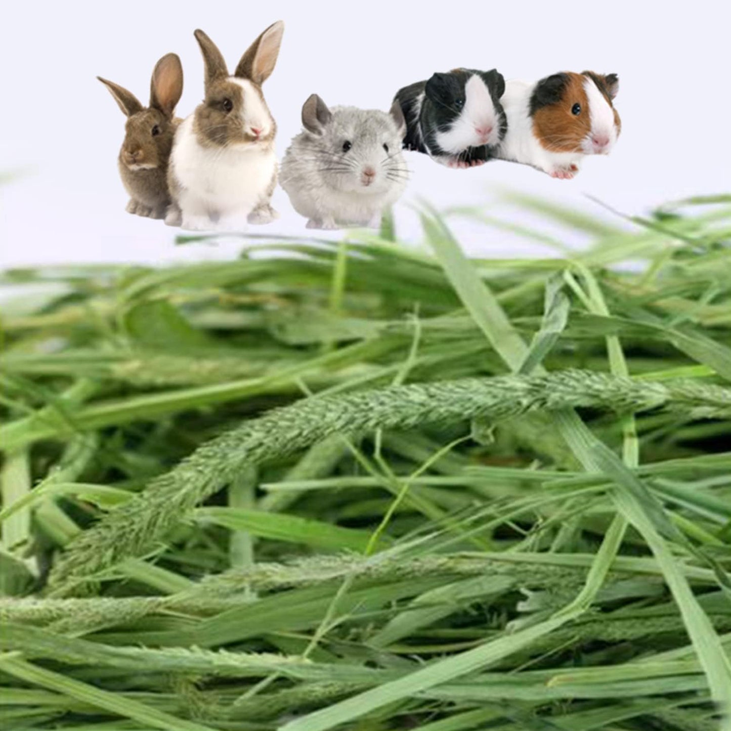 Timothy Hay Premium Hay for Rabbits Guinea Pig Chinchilla- Natural Fresh Hay Hand Selected 6.6LBS (1.1lbs, 6 Pack)