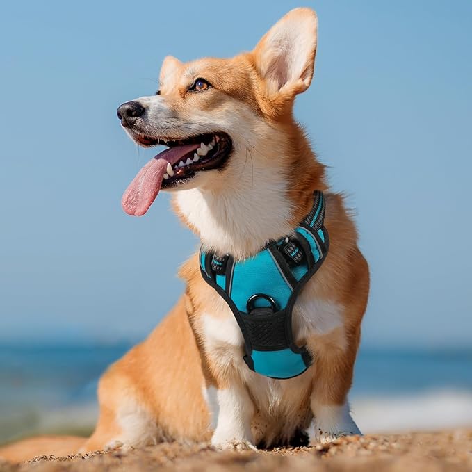 rabbitgoo Dog Harness No Pull with 2 Leash Clips, Adjustable Soft Padded, Reflective Oxford No Choke Pet Vest with Easy Control Handle for Medium Sized Dogs, Teal, M