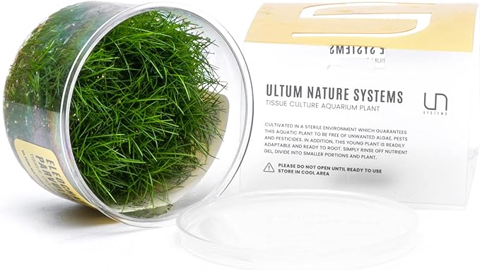 Ultum Nature Systems Mini Dwarf Hair Grass Eleocharis Parvulus Tissue Culture Live Plant for Aquarium, Aquascape, Freshwater Fish Tanks - 100% Snail Free in Vitro