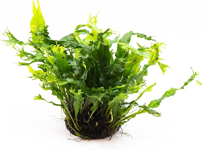 Java Fern Live Aquarium Plants – Windelov, Narrow Leaf & More– Easy Aquascaping Plants for Freshwater Tanks, Low Light, No CO₂ (Java Fern Windelov on Nutripad)