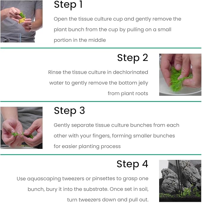 Ultum Nature Systems Live Tissue Culture - Echinodorus 'Reni' (Echinodorus reni) - Easy - Medium to High Light - Red and Green Accent - Midground - 100% Snail Free Grown in-Vitro - Small Cup