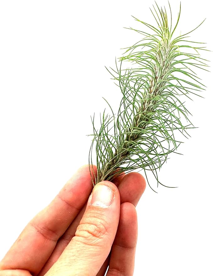 Air Plants - Colombian Tillandsia Funckiana, Large 5" - 1ct - Live Arrival Guaranteed - House Plants for Home Decor & Gift