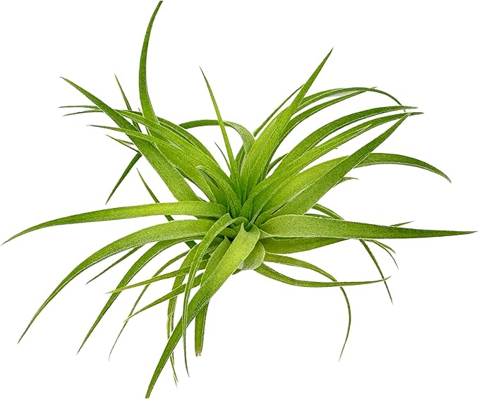 Live Air Plants - Tillandsia Geminiflora 1-3" - 5ct – ragnaroc Live Indoor Plant - Live Arrival Guaranteed - House Plants for Home Decor & Gift
