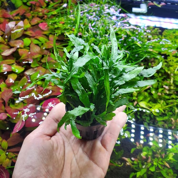 Java Fern Live Aquarium Plants - Potted Freshwater Plant for Fish Tanks - Beginner Friendly, Low Light (Narrow Mini, 3 Pots)