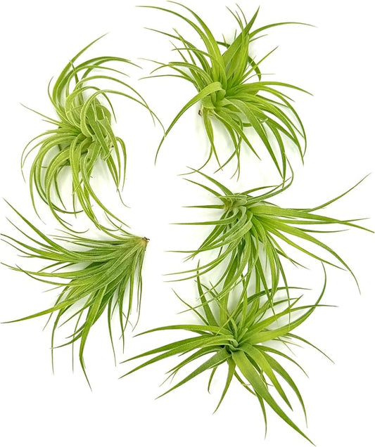Live Air Plants - Tillandsia Geminiflora 1-3" - 5ct – ragnaroc Live Indoor Plant - Live Arrival Guaranteed - House Plants for Home Decor & Gift