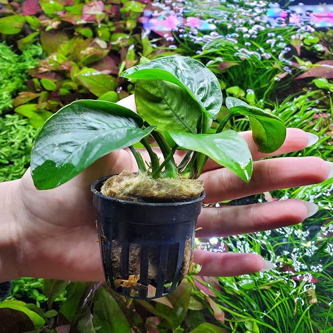 Anubias Live Aquarium Plants - Potted Freshwater Plant for Fish Tanks, Terrariums - Beginner Friendly Low Light (Barteri Butterfly, 1 Pot)