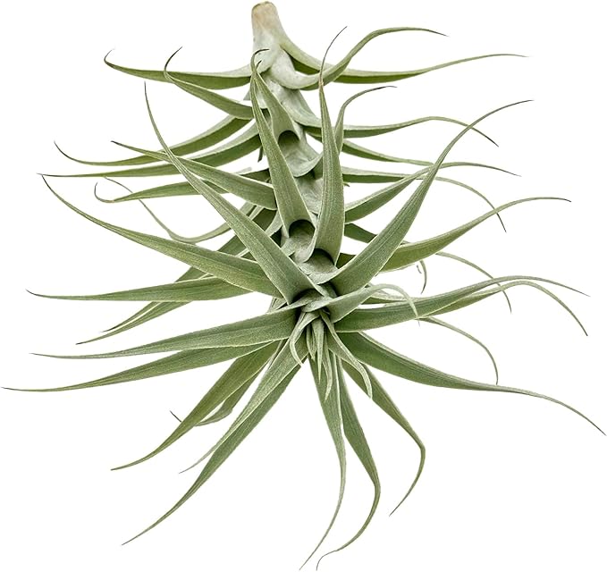 Live Air Plants - Tillandsia Albida 7-12" - 3ct – ragnaroc Live Indoor Plant - Live Arrival Guaranteed - House Plants for Home Decor & Gift