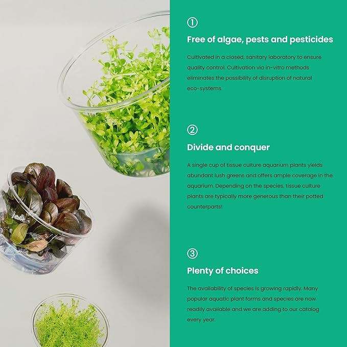 Ultum Nature Systems Live Tissue Culture - Cryptocoryne Albida 'Red' - Moderate - Low to Medium Light - Pink and Red Accent - Foreground to Midground - 100% Snail Free Grown in-Vitro - Regular Cup