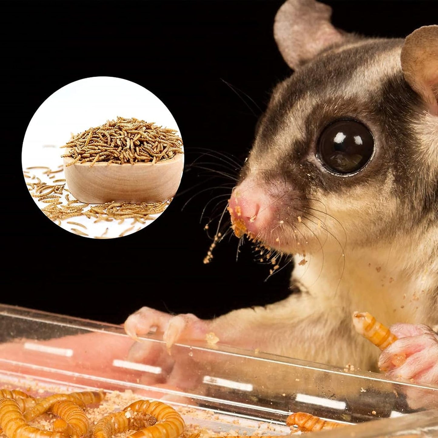 Mealworms, High-Protein Dried Mealworms for Birds, Chickens, Turtles, Fish, Hamsters and Hedgehogs, Non-GMO and Chemical Free, All Natural Animal Feed (10oz)