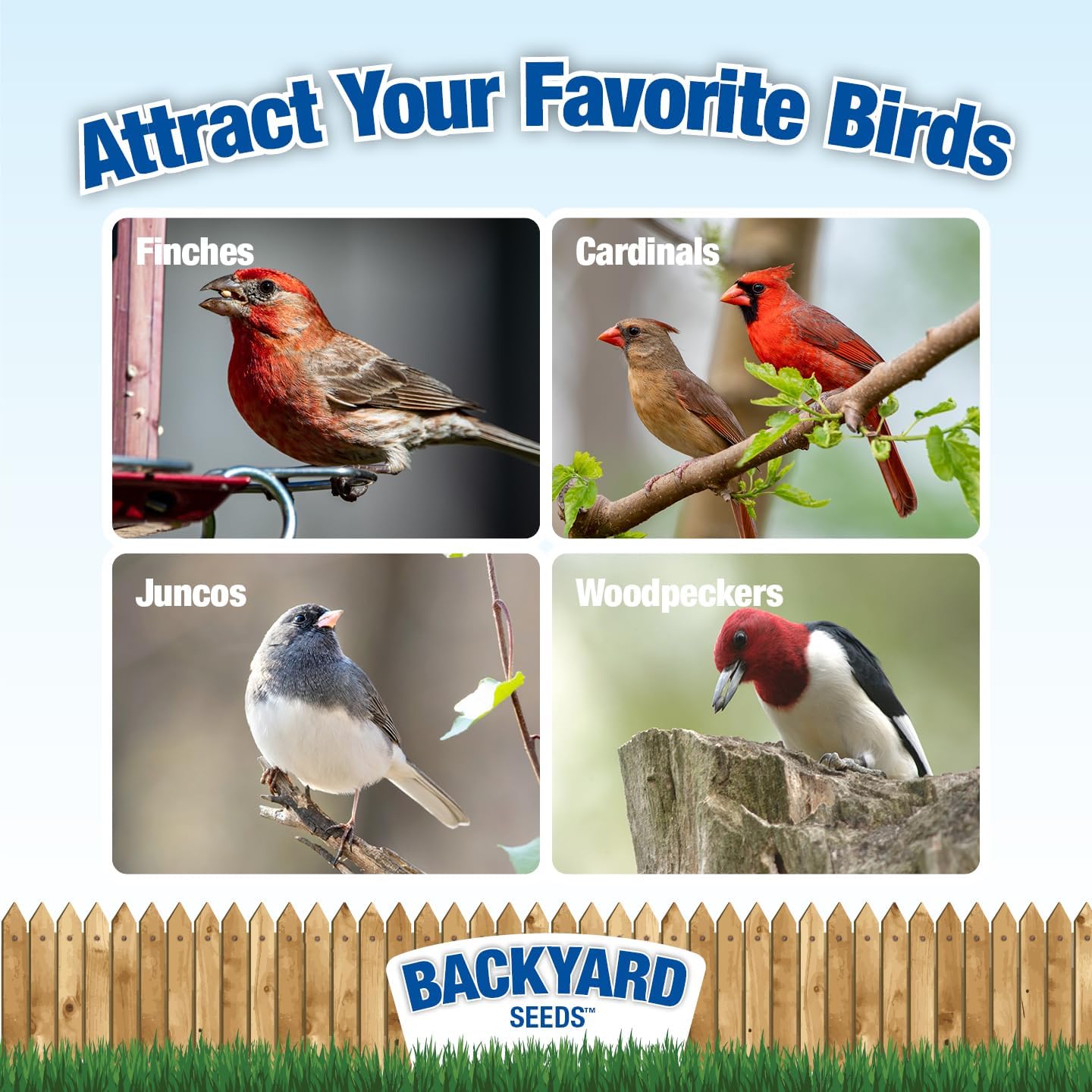 Backyard Seeds Songbird Blend Bird Seed Great Variety (14 Pounds)