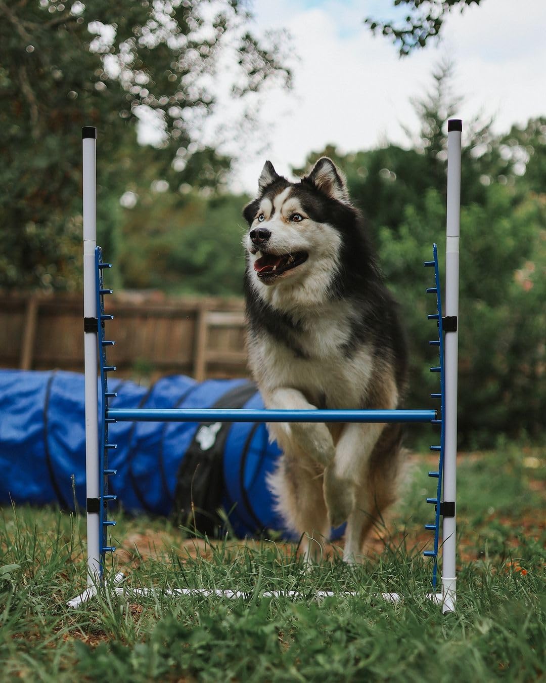 Better Sporting Dogs 4 Pack Adjustable Dog Agility Bar Jumps w/Cup Strips | Competition-Style Jump Cups for Height Class & Safe Displacement