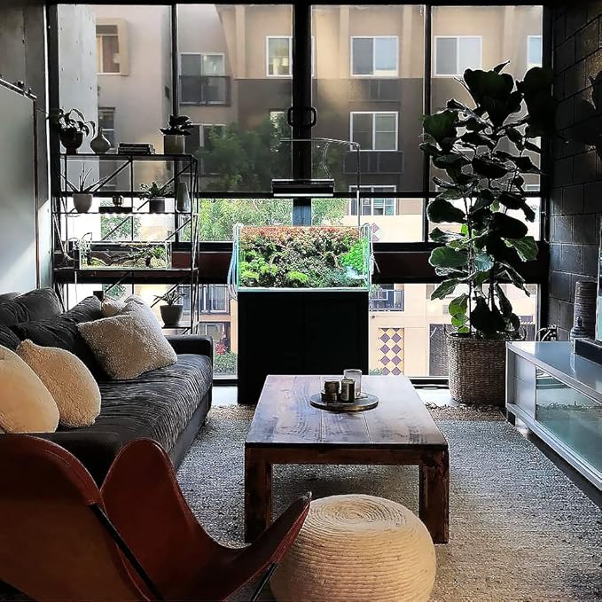 Anubias Live Aquarium Plants - Potted Freshwater Plant for Fish Tanks, Terrariums - Beginner Friendly Low Light (Hastifolia, 1 Pot)