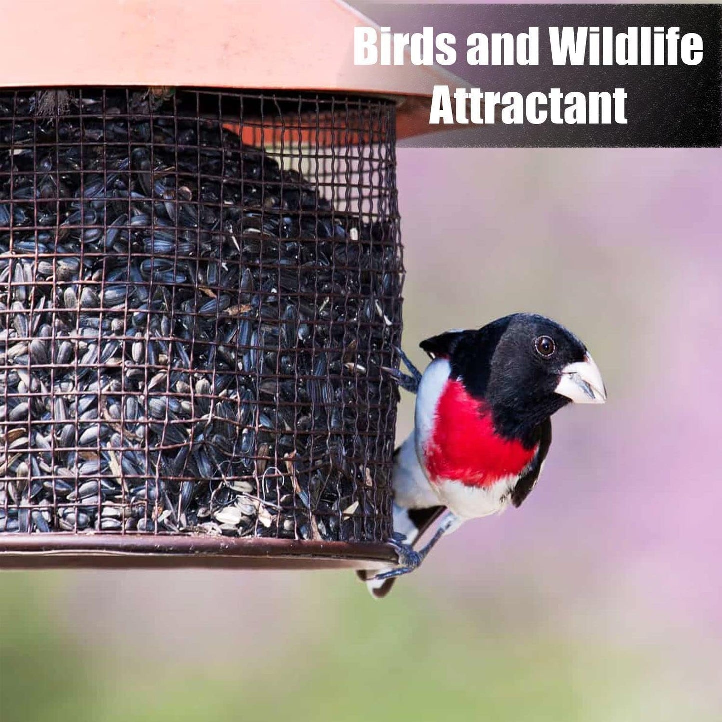 Wildlife Black Oil Sunflower Seeds for Birds and Wildlife, Non-GMO & USA Grown on Small Farms (25 lbs)