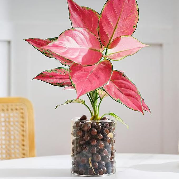 2 lbs Clay Pebbles for Plants, 8-12 mm Leca Clay Balls for Indoor Plants, Orchid Potting Mixes, Hydroponic Growing, Aquaponics, Potted Top Dressing and Drainage