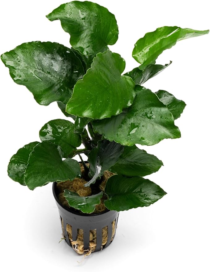 Live Jungle Plants - Anubias Emerald Bloom (Anubias barteri) - Compact Epiphytic Rhizome Plant for Midground Freshwater Aquascapes, Emerald Green Accent - Pot