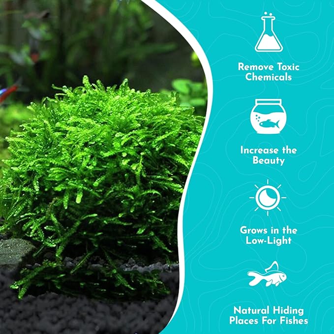 Aquarium Christmas Moss Vesicularia Portion Plant - All Natural & Organic Aquatic Plants - Absorbs Excess Nutrients - Long Lasting & Easy to Care Plants - Suitable for Summer & Winter