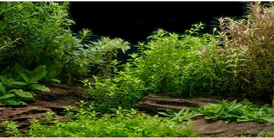 AWERT Aquarium Background River Bed & Lake Aquatic Plant Fish Tank Background Vinyl 36x24 inches
