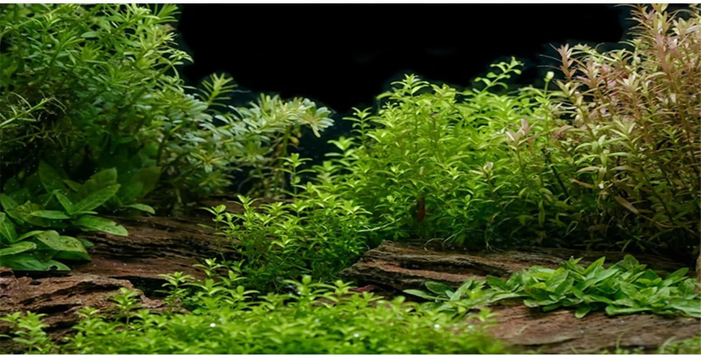 AWERT Aquarium Background River Bed & Lake Aquatic Plant Fish Tank Background Vinyl 72x24 inches
