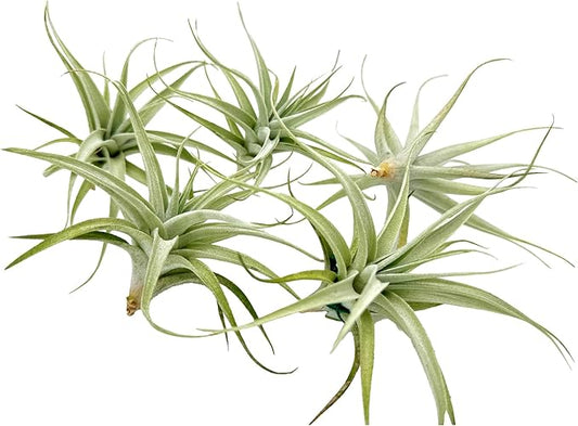Live Air Plants - Tillandsia Albida 3-5" - 5ct – ragnaroc Live Indoor Plant - Live Arrival Guaranteed - House Plants for Home Decor & Gift